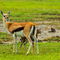 Ngorongoro Crater